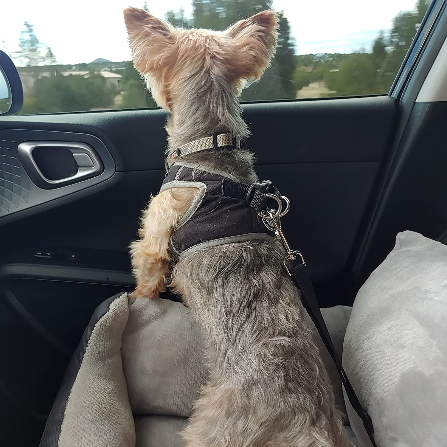 Dog Car Seats with Dog Seat Belt, Washable Dog Booster Pet Car Seat for Small Dogs, Anti-Slip Dog Travel Car Dog Bed for Car Front or Back Seat, Adjustable Safety Buckle, Storage Pockets